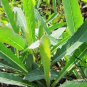 Sonchus Brachyotus, Field Sowthistle Seed 5000 PCS, Qu Mai Cai