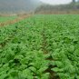 Brassica Juncea, Big-stem Mustard Seed 5000 PCS, Swollen-stem Mustard Zha Cai