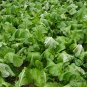 Brassica Juncea, Big-stem Mustard Seed 5000 PCS, Swollen-stem Mustard Zha Cai