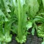 Brassica Juncea, Big-stem Mustard Seed 5000 PCS, Swollen-stem Mustard Zha Cai