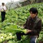 Brassica Juncea, Big-stem Mustard Seed 5000 PCS, Swollen-stem Mustard Zha Cai
