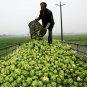 Brassica Juncea, Big-stem Mustard Seed 5000 PCS, Swollen-stem Mustard Zha Cai