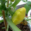 UFO Cucurbita, Summer Squash Seed 300 PCS, Cucurbita Pepo Feidie Gua