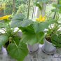 UFO Cucurbita, Summer Squash Seed 300 PCS, Cucurbita Pepo Feidie Gua