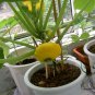 UFO Cucurbita, Summer Squash Seed 300 PCS, Cucurbita Pepo Feidie Gua