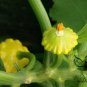 UFO Cucurbita, Summer Squash Seed 300 PCS, Cucurbita Pepo Feidie Gua