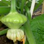 UFO Cucurbita, Summer Squash Seed 300 PCS, Cucurbita Pepo Feidie Gua