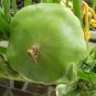 UFO Cucurbita, Summer Squash Seed 300 PCS, Cucurbita Pepo Feidie Gua