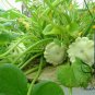 UFO Cucurbita, Summer Squash Seed 300 PCS, Cucurbita Pepo Feidie Gua