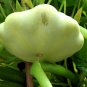 UFO Cucurbita, Summer Squash Seed 300 PCS, Cucurbita Pepo Feidie Gua