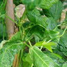 Vigna Unguiculata, Snake Bean Seed 500 PCS, Yardlong Bean Lv Chang Dou
