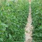 Vigna Unguiculata, Snake Bean Seed 500 PCS, Yardlong Bean Lv Chang Dou