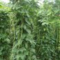 Vigna Unguiculata, Snake Bean Seed 500 PCS, Yardlong Bean Lv Chang Dou