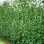 Vigna Unguiculata, Snake Bean Seed 500 PCS, Yardlong Bean Lv Chang Dou