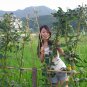 Vigna Unguiculata, Snake Bean Seed 500 PCS, Yardlong Bean Lv Chang Dou