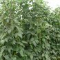 Vigna Unguiculata, Snake Bean Seed 500 PCS, Yardlong Bean Lv Chang Dou