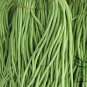 Vigna Unguiculata, Snake Bean Seed 500 PCS, Yardlong Bean Lv Chang Dou