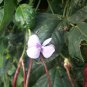 Vigna Unguiculata, Yardlong Bean Seed 500 PCS, Zihong Jiang Dou