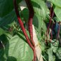 Vigna Unguiculata, Yardlong Bean Seed 500 PCS, Zihong Jiang Dou