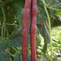Vigna Unguiculata, Yardlong Bean Seed 500 PCS, Zihong Jiang Dou