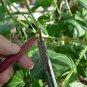Vigna Unguiculata, Yardlong Bean Seed 500 PCS, Zihong Jiang Dou
