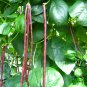 Vigna Unguiculata, Yardlong Bean Seed 500 PCS, Zihong Jiang Dou