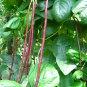 Vigna Unguiculata, Yardlong Bean Seed 500 PCS, Zihong Jiang Dou