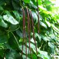 Vigna Unguiculata, Yardlong Bean Seed 500 PCS, Zihong Jiang Dou
