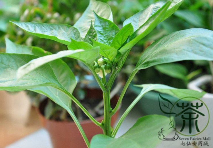Bell Pepper, Sweet Pepper Seed 2000 PCS, Capsicum Annuum Tian Jiao