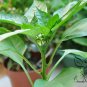 Bell Pepper, Sweet Pepper Seed 2000 PCS, Capsicum Annuum Tian Jiao