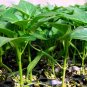 Bell Pepper, Sweet Pepper Seed 2000 PCS, Capsicum Annuum Tian Jiao
