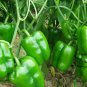 Bell Pepper, Sweet Pepper Seed 2000 PCS, Capsicum Annuum Tian Jiao