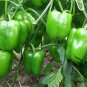Bell Pepper, Sweet Pepper Seed 2000 PCS, Capsicum Annuum Tian Jiao