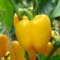Bell Pepper, Sweet Pepper Seed 2000 PCS, Capsicum Annuum Tian Jiao