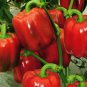Bell Pepper, Sweet Pepper Seed 2000 PCS, Capsicum Annuum Tian Jiao