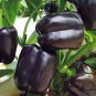 Bell Pepper, Sweet Pepper Seed 2000 PCS, Capsicum Annuum Tian Jiao