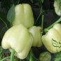 Bell Pepper, Sweet Pepper Seed 2000 PCS, Capsicum Annuum Tian Jiao