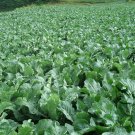 White Cauliflower, Brassica Oleracea Seed 2000 PCS, Hua Cai