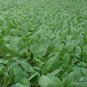 White Cauliflower, Brassica Oleracea Seed 2000 PCS, Hua Cai