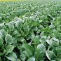 White Cauliflower, Brassica Oleracea Seed 2000 PCS, Hua Cai