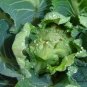 White Cauliflower, Brassica Oleracea Seed 2000 PCS, Hua Cai