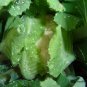 White Cauliflower, Brassica Oleracea Seed 2000 PCS, Hua Cai