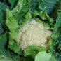 White Cauliflower, Brassica Oleracea Seed 2000 PCS, Hua Cai