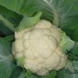 White Cauliflower, Brassica Oleracea Seed 2000 PCS, Hua Cai