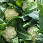 White Cauliflower, Brassica Oleracea Seed 2000 PCS, Hua Cai