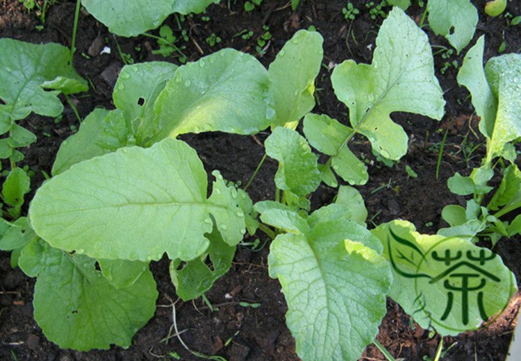 White Radish, Raphanus Sativus Seed 2000 PCS, Bai Luobo