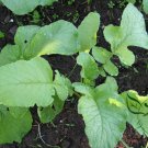 White Radish, Raphanus Sativus Seed 2000 PCS, Bai Luobo