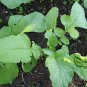 White Radish, Raphanus Sativus Seed 2000 PCS, Bai Luobo