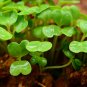 White Radish, Raphanus Sativus Seed 2000 PCS, Bai Luobo