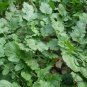 White Radish, Raphanus Sativus Seed 2000 PCS, Bai Luobo